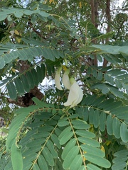 Sesbania grandiflora