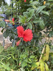 Hibiscus rosa-sinensis