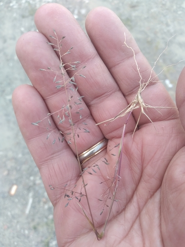 Elastic Grass (Eragrostis patula)
