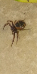 Synema globosum