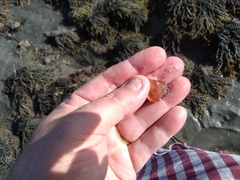 Metacarcinus novaezelandiae