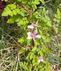 Rubus pungens oldhamii