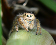 Phidippus texanus