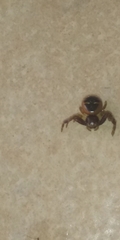 Synema globosum