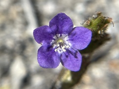 Phacelia viscida