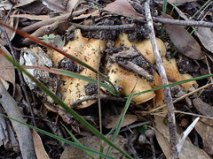 Cortinarius chrysopocos