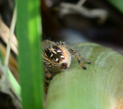Phidippus texanus