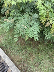 Senna surattensis