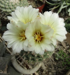 Strombocactus disciformis