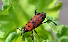 Rhodobaenus tredecimpunctatus