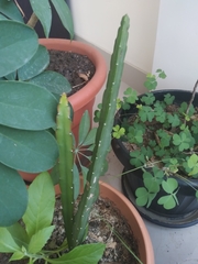 Pfeiffera paranganiensis