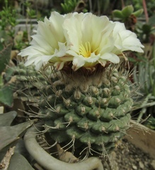 Strombocactus disciformis