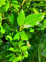 Griselinia