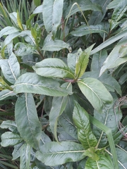 Baccharis densiflora