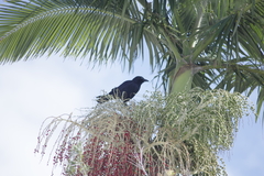 Corvus orru