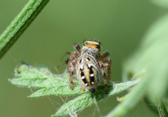 Phidippus clarus