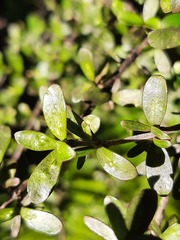 Coprosma dumosa