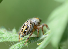 Phidippus clarus