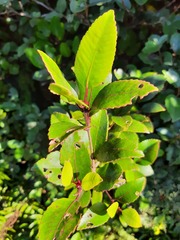 Pterophylla racemosa