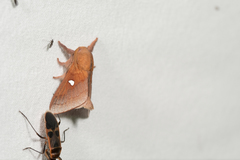 Somadasys catacoides