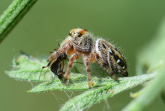 Phidippus clarus