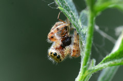 Phidippus clarus
