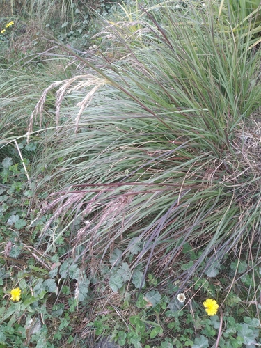 Cortaderia bifida (Cortaderia bifida)