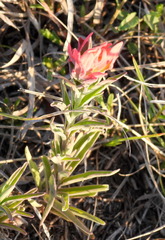 Castilleja lindheimeri