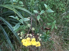 Calceolaria atahualpae
