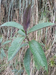 Dendrophorbium multinerve