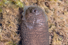 Holothuria mammata
