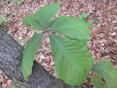 Quercus aliena