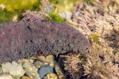 Holothuria mammata