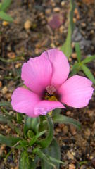 Moraea versicolor