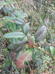 Berberis ovalifolia