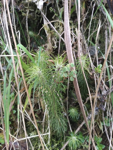 Mare's tail firmoss (Phlegmariurus hippurideus)