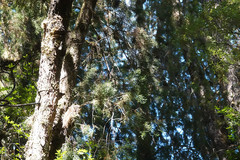 Lagarostrobos franklinii