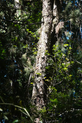 Lagarostrobos franklinii