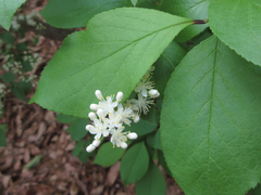 Symplocos sawafutagi