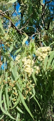 Corymbia tessellaris
