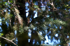 Lagarostrobos franklinii