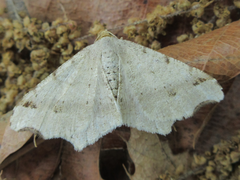 Macaria shanghaisaria