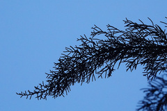 Lagarostrobos franklinii