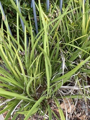 Dietes bicolor