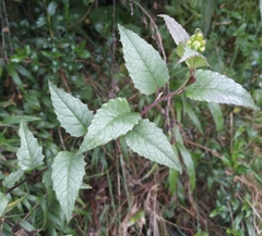 Pentacalia dictyophlebia