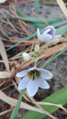 Ixia monadelpha