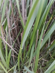 Leymus racemosus