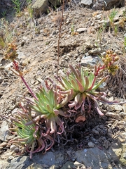 Dudleya virens hassei