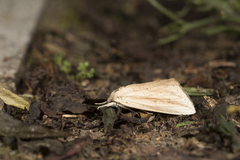 Saliocleta virgata
