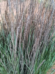 Leymus racemosus